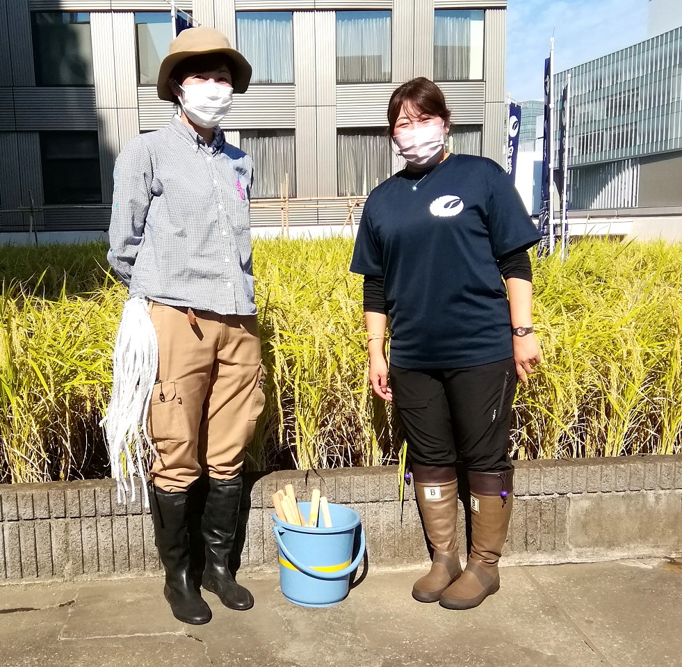  2022 Hakutsuru Ginza Tenku Farm
　Rice harvesting
　　~ Hakutsuru Sake Brewery ~