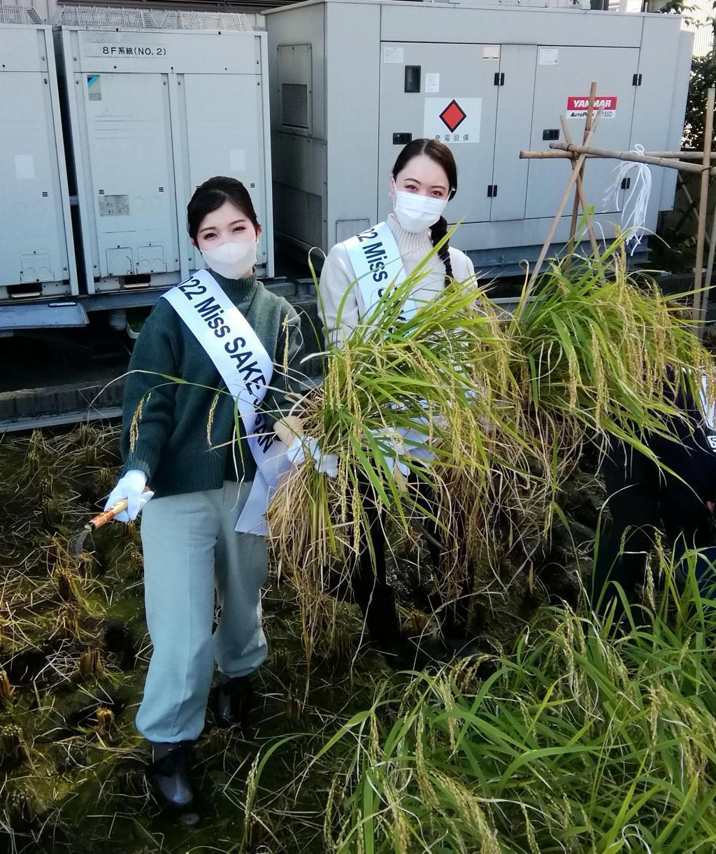  2022 Hakutsuru Ginza Tenku Farm
　Rice harvesting
　　~ Hakutsuru Sake Brewery ~