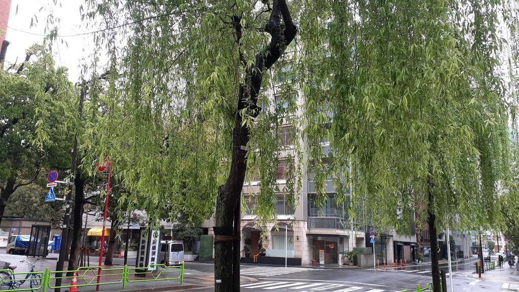  "Ginza Willow" Growth Diary-Autumn 2022-