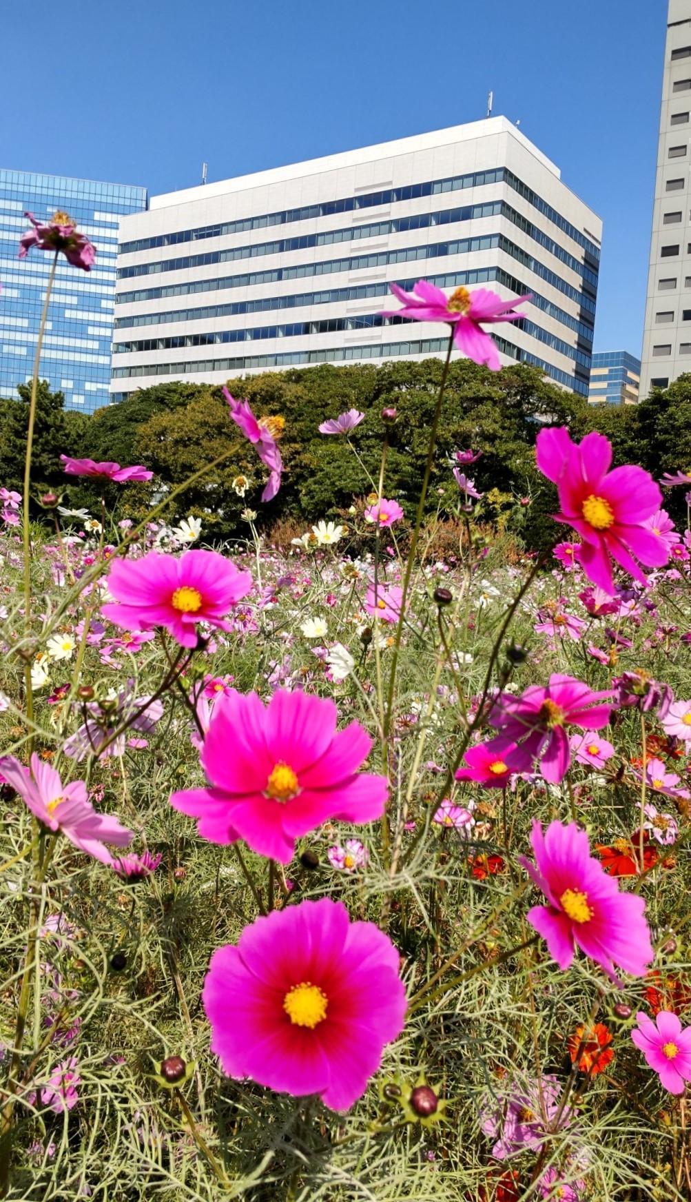  Shoyo Hamarikyu ~ Akisakura (cosmos) and Toka maple ~