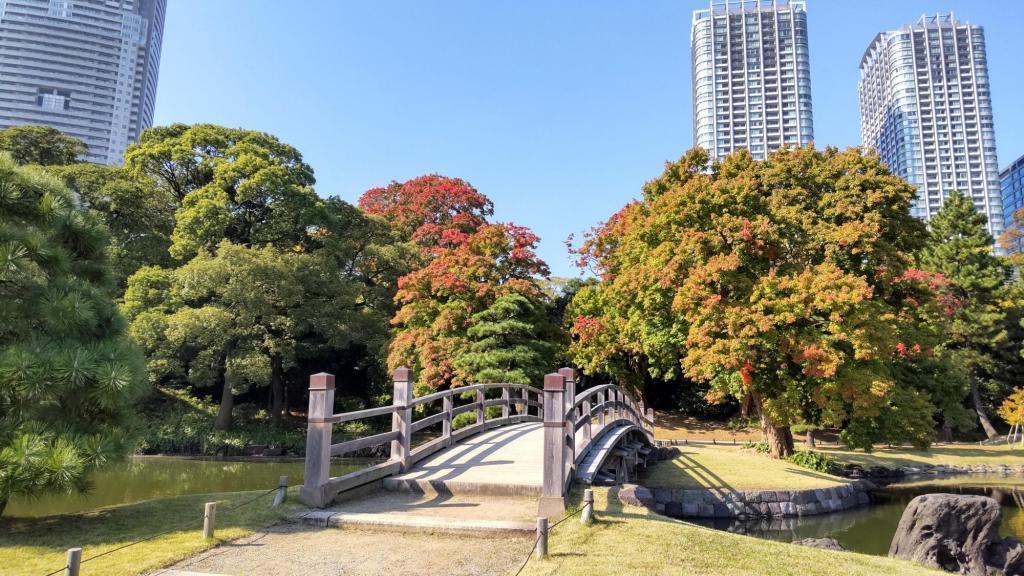 Karafue's Giant Tree Hamarikyu Shoyo-Akisakura (Cosmos) and Karafue (Tokae)-