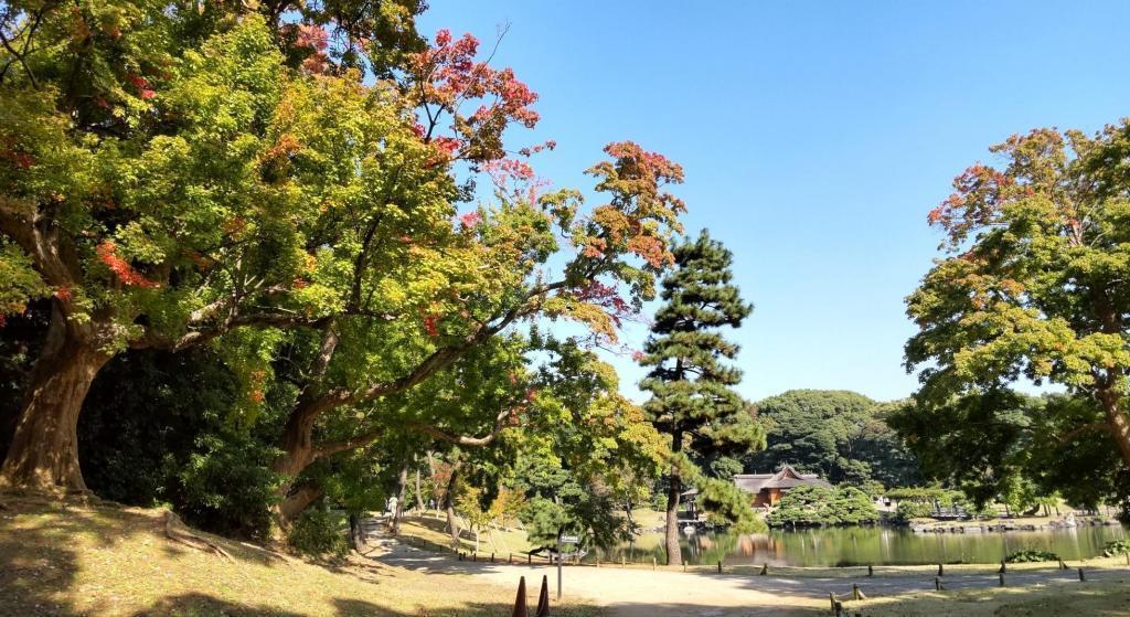  Shoyo Hamarikyu ~ Akisakura (cosmos) and Toka maple ~