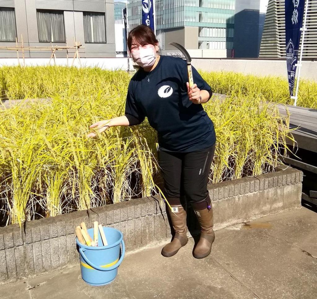  2022 Hakutsuru Ginza Tenku Farm
Grade inspection of the harvested sake rice
　　~ Hakutsuru Sake Brewery ~