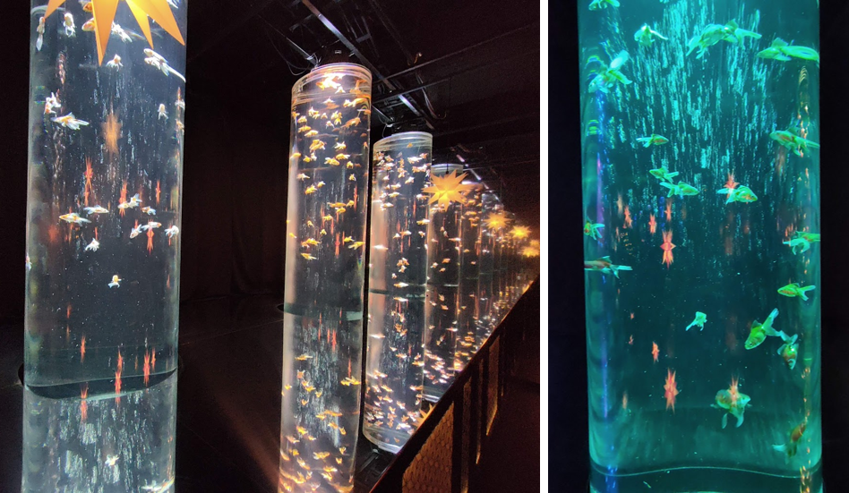  Art Aquarium Museum GINZA with a fantastic Japanese-style illumination.