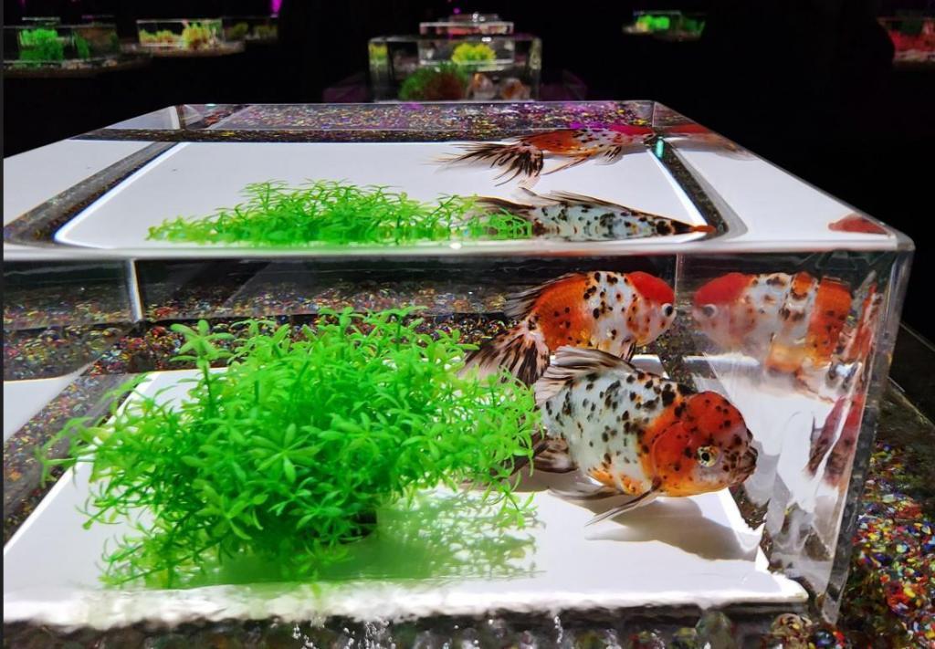 It's not just Instagrammable to enjoy various kinds of goldfish!　Art Aquarium Museum GINZA, where you can appreciate goldfish up close