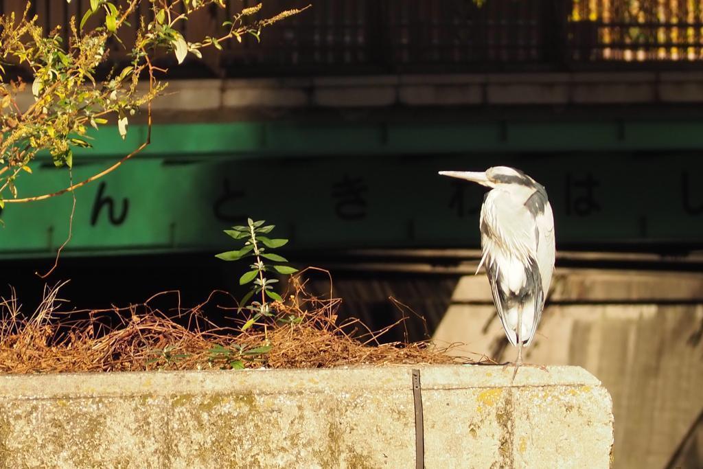  Find a place where the Nihonbashi River and the Sun hit