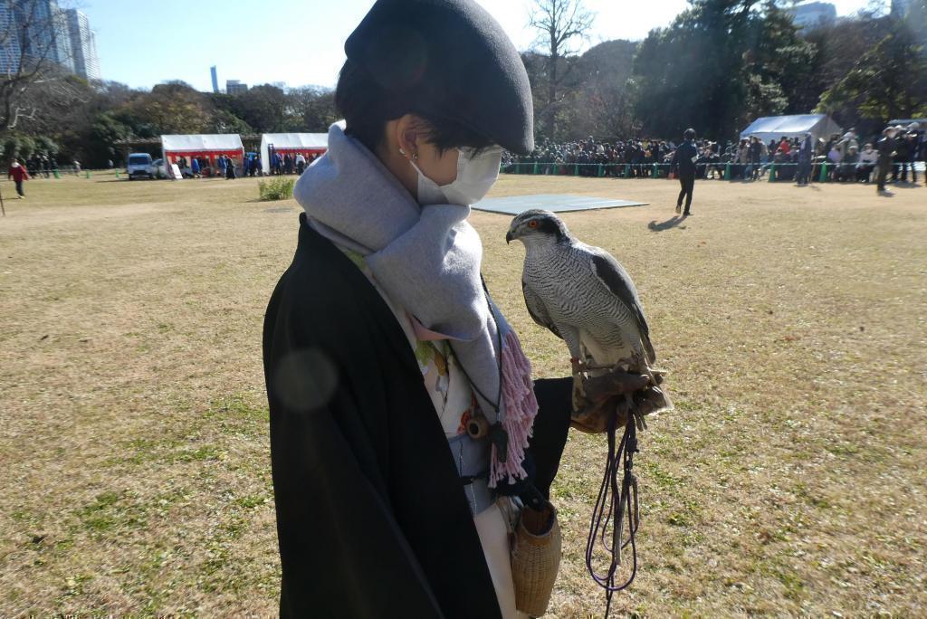 Tradition from the Edo period. In the land related to the shogun's falconry. Hamarikyu Demonstration of New Year's Falconry