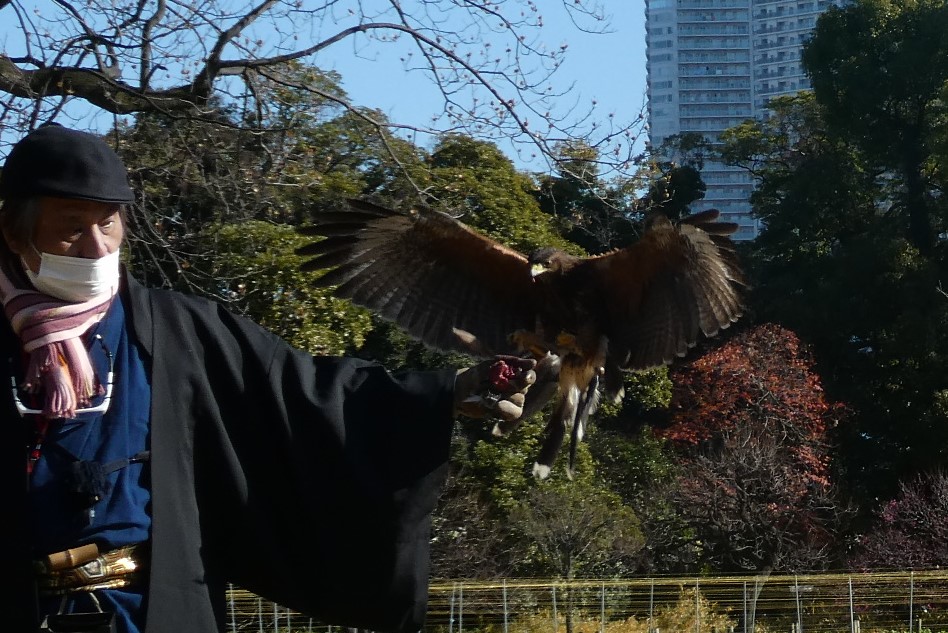  Hamarikyu Demonstration of New Year's Falconry