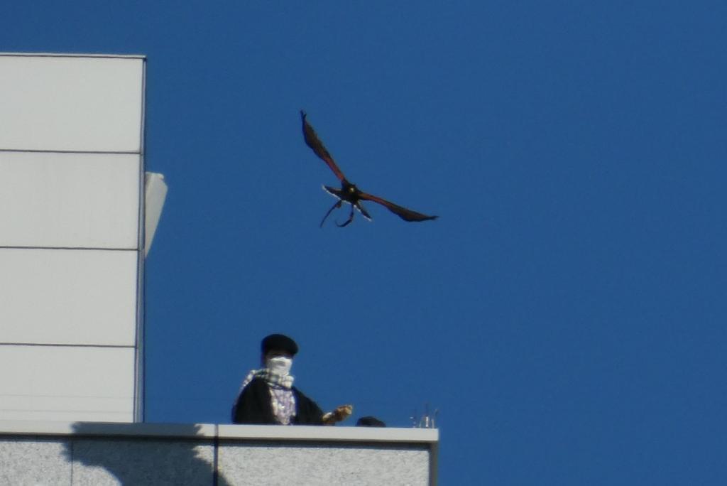 Falconry Demonstration of New Year's Falconry Returning to Falconers from a distance Hamarikyu,