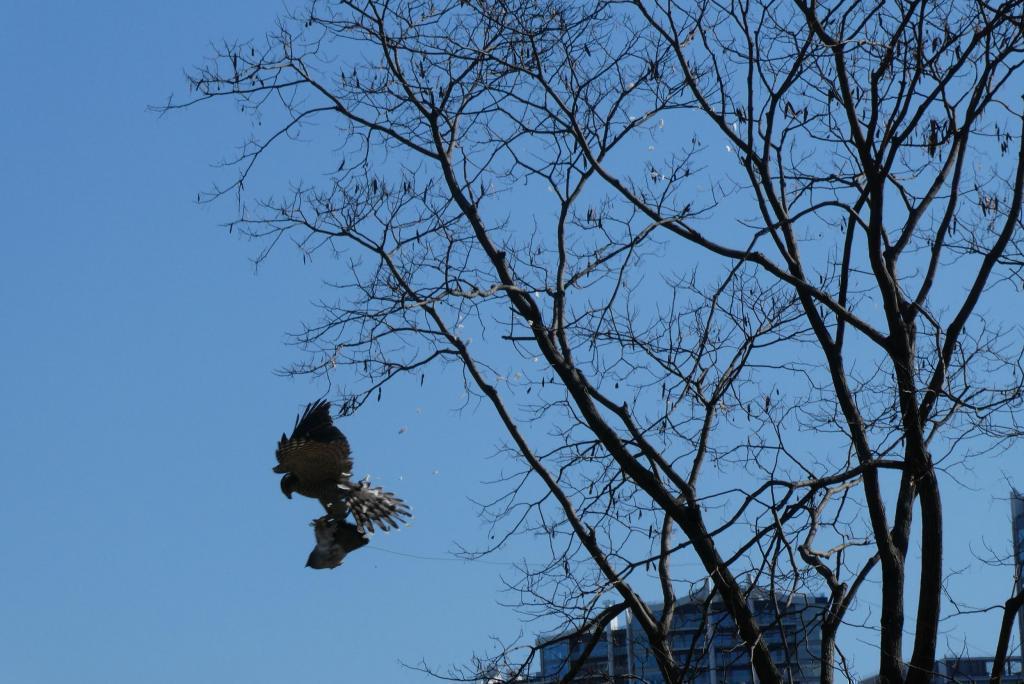 Flying-actual practice of hunting prey Hamarikyu, New Year's falconry demonstration