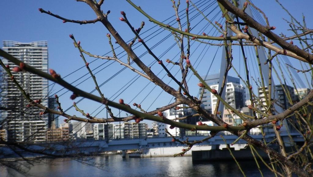 Oh, the buds of plums! Today's weather is Haruro Naredomonami height