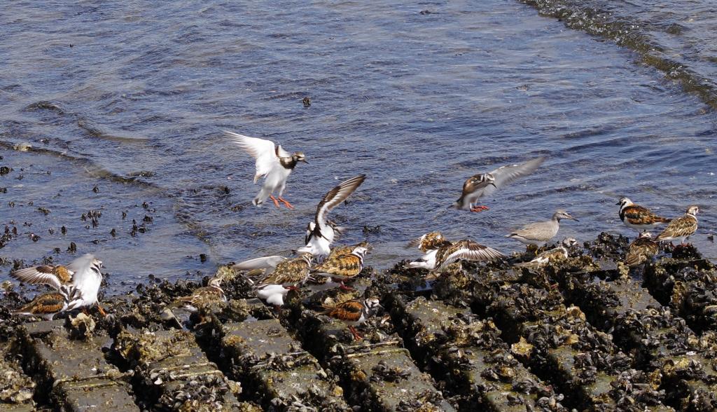  Ishikawajima Park, where you can meet Kyojo Shigi only in the spring tide of May.