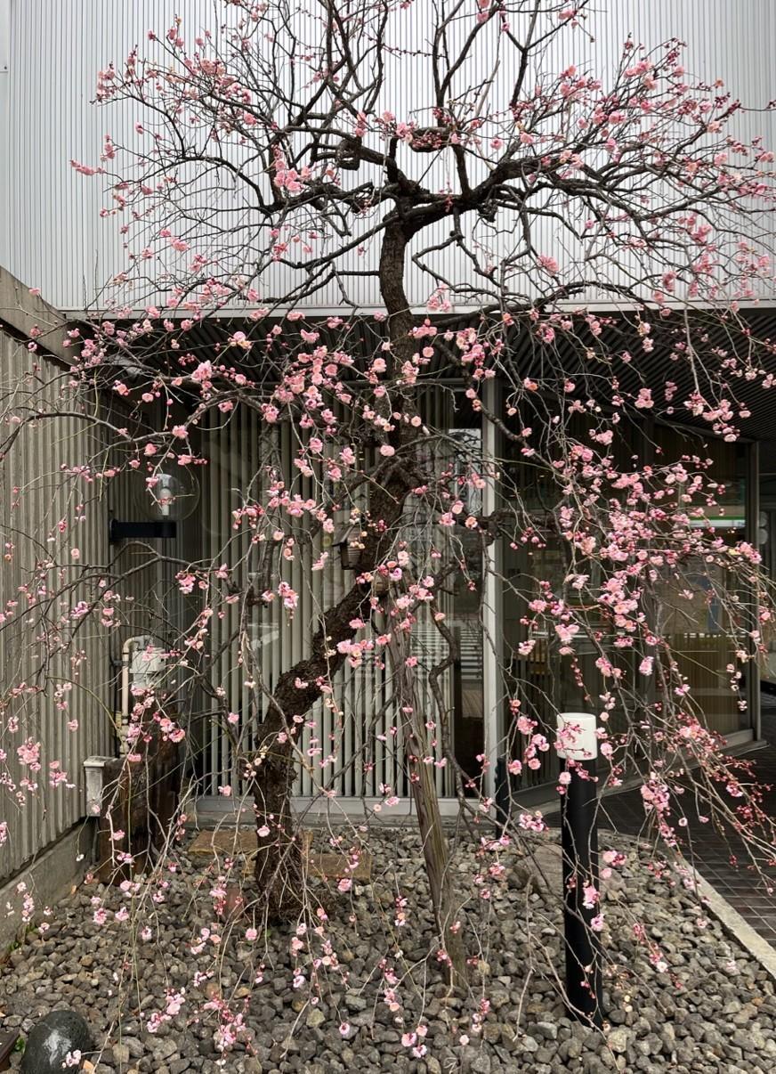 Weeping plums in full bloom on February 14 Yoshifumi Gallery Weeping plums in Nihonbashihamacho are in full bloom.