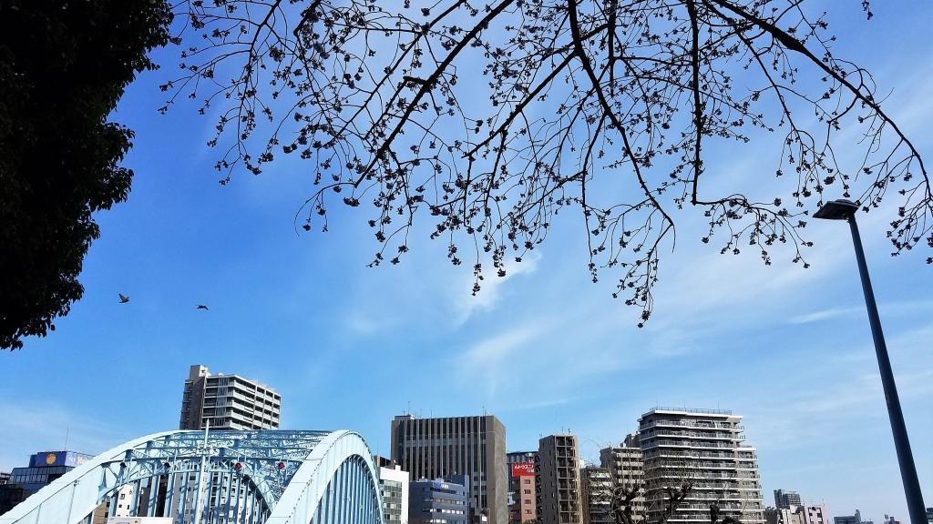  Walk to search for early blooming spring