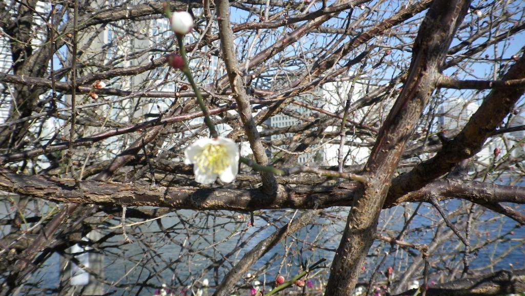 The plums are beginning to bloom!