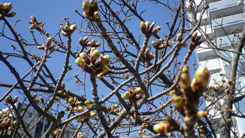 The cherry blossoms are not yet available. It's cold!