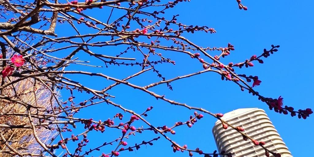 Plum blossoms have bloomed in Sumiyoshi-jinja Shirine! I got a CHUMS T-shirt!