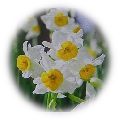  2023 Spring, cold, tranquil scent of Japanese narcissus