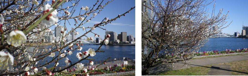 The plums and cherry blossoms are in full bloom until March 31st.