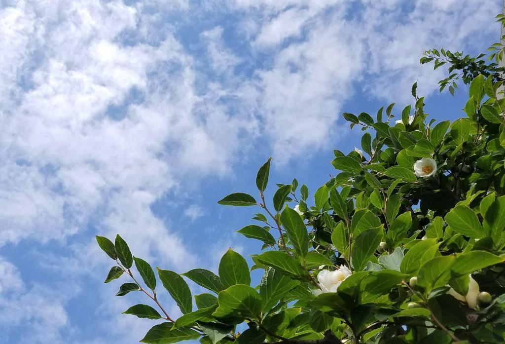  Summer Tsubaki Minazuki Flower