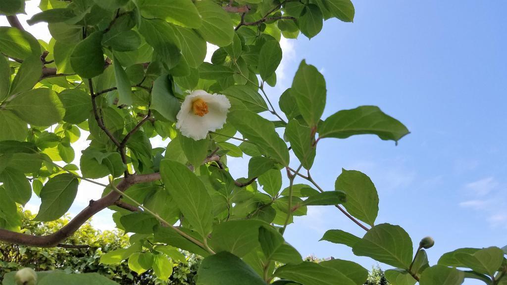  Summer Tsubaki Minazuki Flower