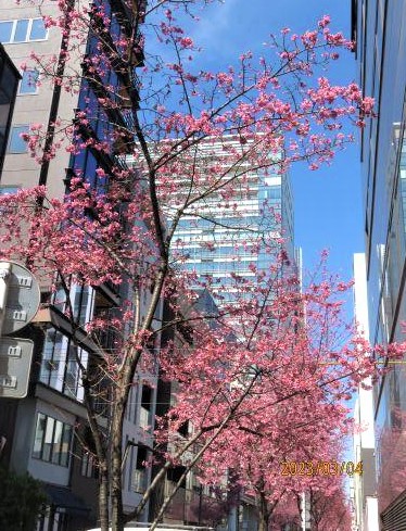  "Okamezakura" in full bloom