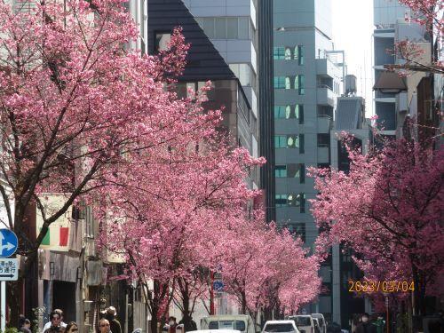  "Okamezakura" in full bloom