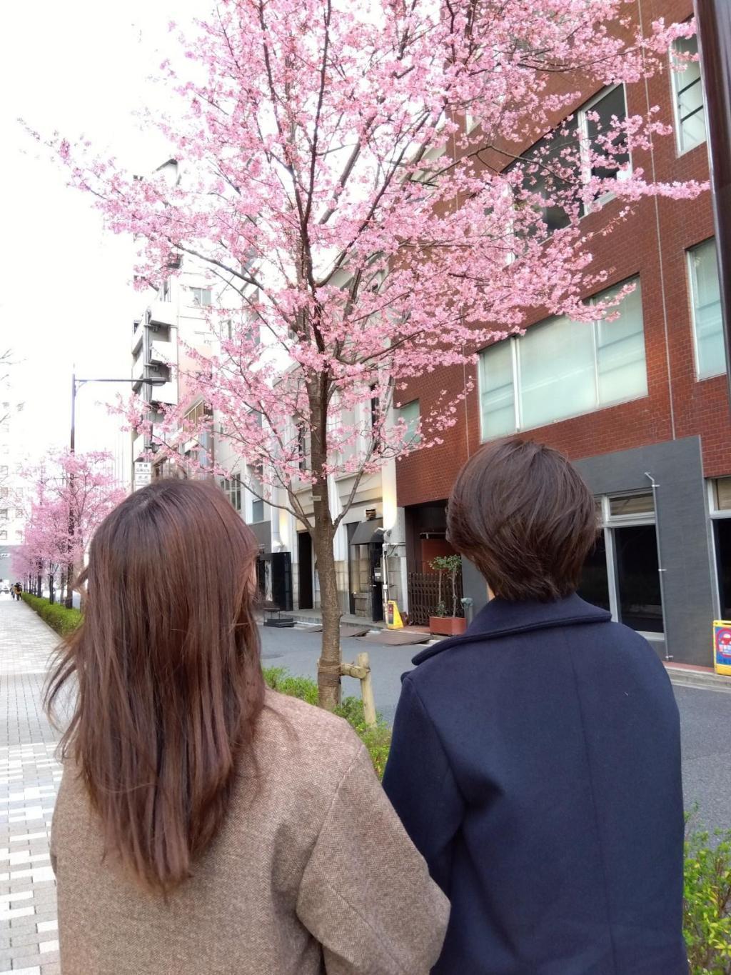 Competition with Kyobashi Bijin Sakura
 Tokyo Square Garden Kawazu Sakura and Okamezakura Competition