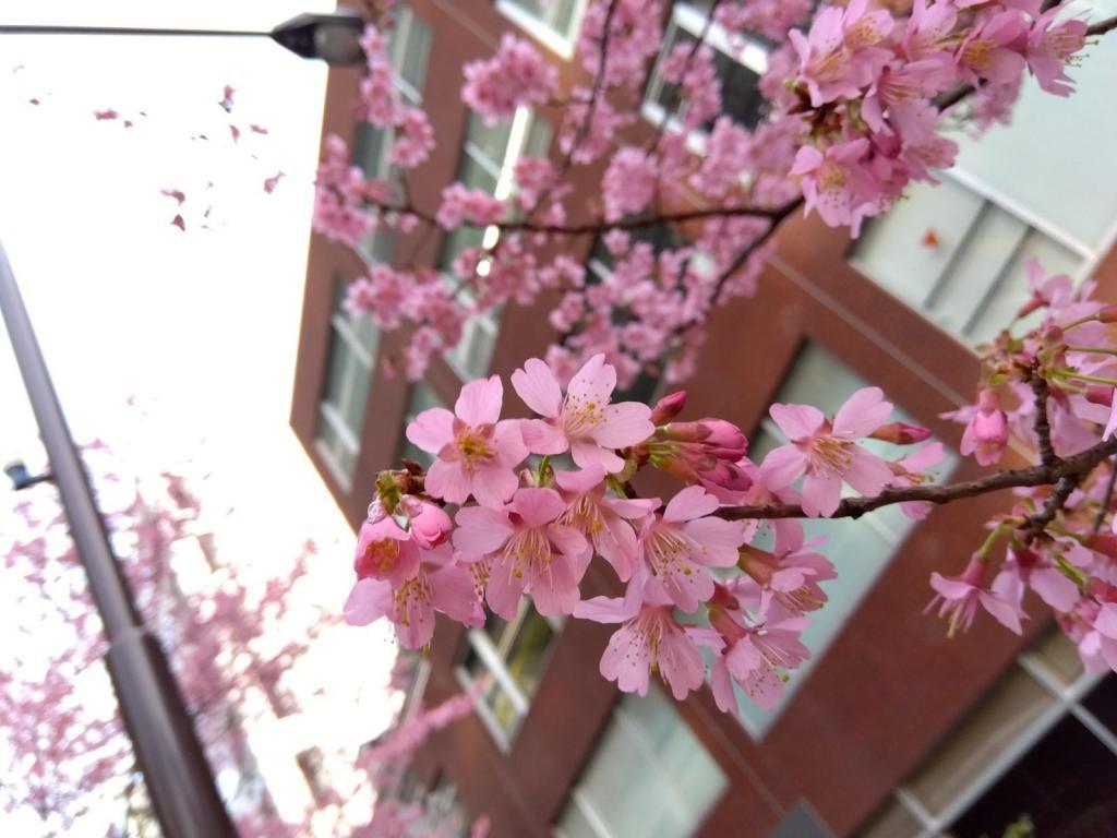 Flower petals of Okamezakura Tokyo Square Garden Kawazu Sakura and Okamezakura Competition