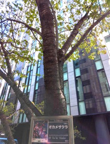  The flowering situation of Nihonbashi cherry blossoms and Okamezakura