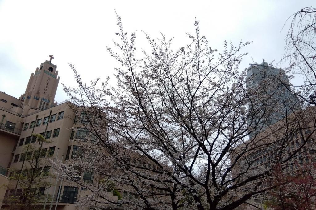 Take a walk from Sakura Kyobashi at St. Luke's International University