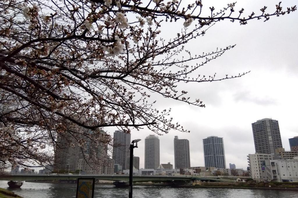 Take a walk from St. Luke's Tower to Sumida River Terrace. Take a walk from Kyobashi to Tsukiji Hanami