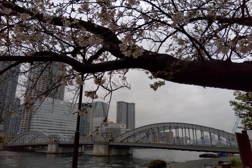 Take a walk from Hatoba Park to Kachidokibashi Kyobashi to Tsukiji Cherry Blossom Viewing