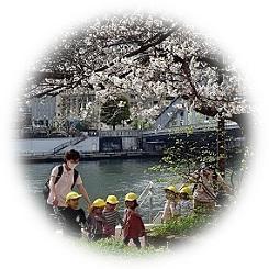  2023 Color of Cherry Blossom during the Sun 