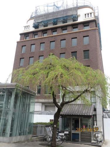  Flowering status of cherry blossoms in Nihonbashi and Kyobashi ・