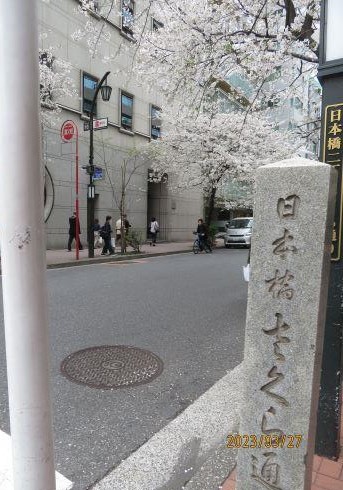  Flowering status of cherry blossoms in Nihonbashi and Kyobashi ・