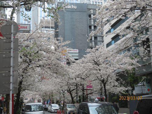  Flowering status of cherry blossoms in Nihonbashi and Kyobashi ・