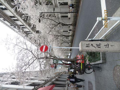  Flowering status of cherry blossoms in Nihonbashi and Kyobashi ・