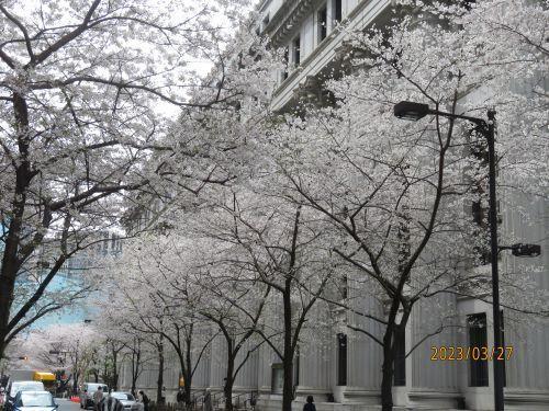  Flowering status of cherry blossoms in Nihonbashi and Kyobashi ・