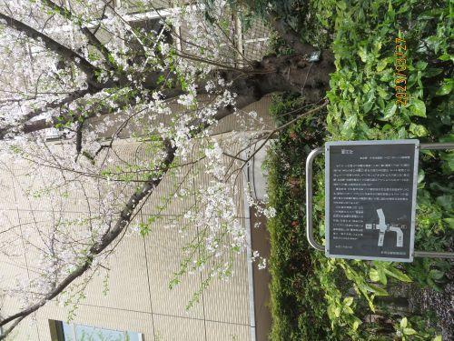  Flowering status of cherry blossoms in Nihonbashi and Kyobashi ・