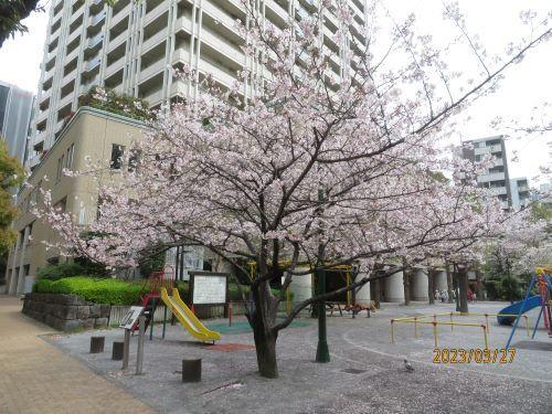  Flowering status of cherry blossoms in Nihonbashi and Kyobashi ・