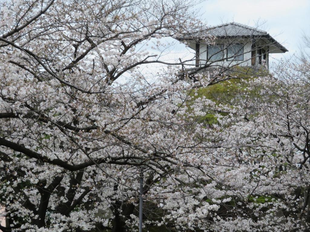  I love the famous cherry blossom spots along the Sumida River