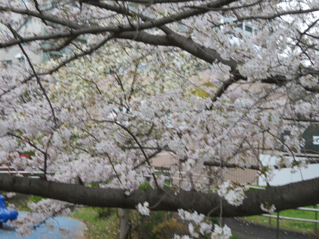  I love the famous cherry blossom spots along the Sumida River