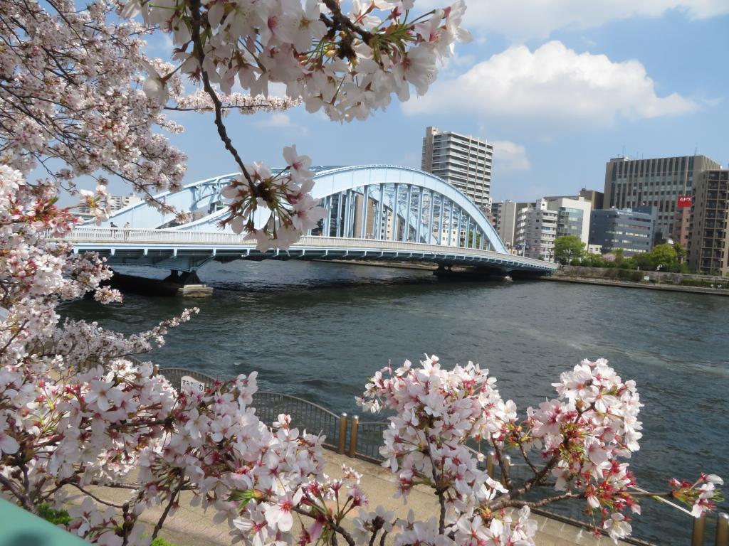 In the new year in April, cherry blossoms are scattered in the spring breeze.
Eitai Bridge-Right "The Ruins of Shinkawa" "Shinkawa Park"-To Chuo-ohashi Bridge ... Take a walk on "Sper dike Cherry Blossom Trees". I love the famous cherry blossom spots along the Sumida River