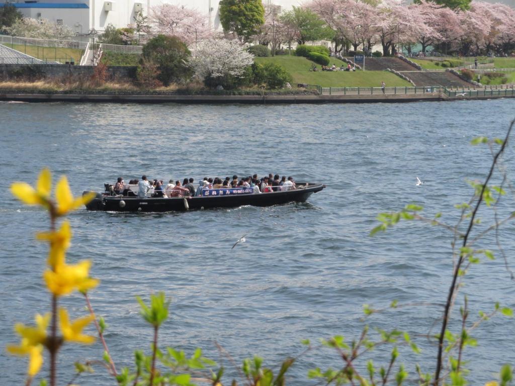  I love the famous cherry blossom spots along the Sumida River