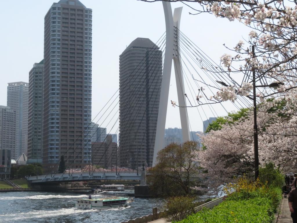  I love the famous cherry blossom spots along the Sumida River