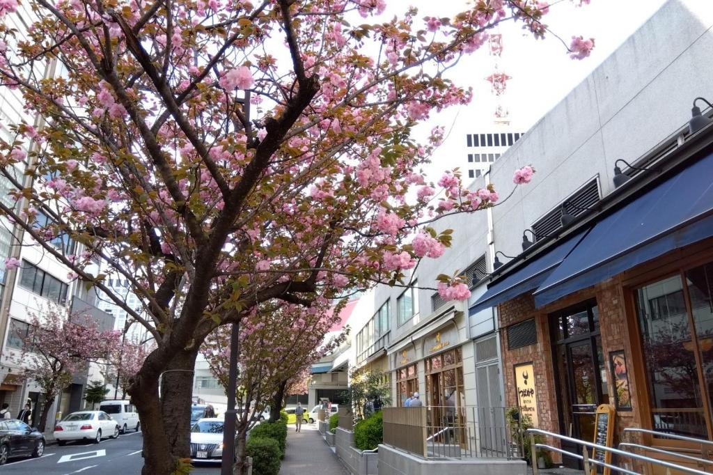  Ginza Sakura-dori St. Yaezakura is in full bloom