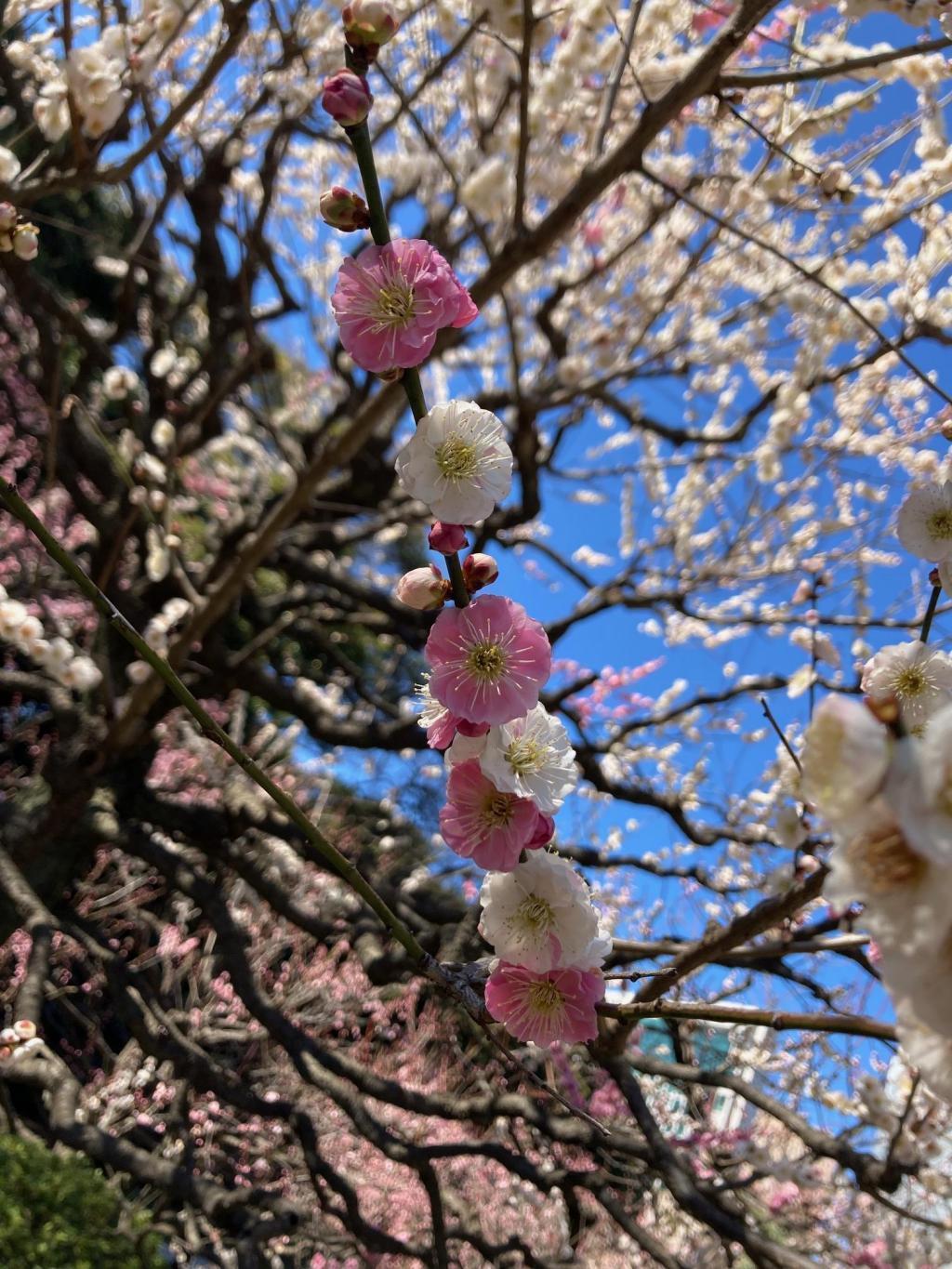  Picking up the head of Hamarikyu