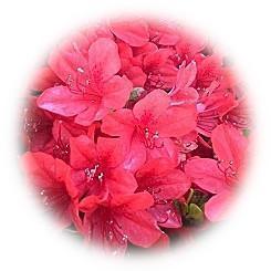  2023 Colorful Azalea patchwork