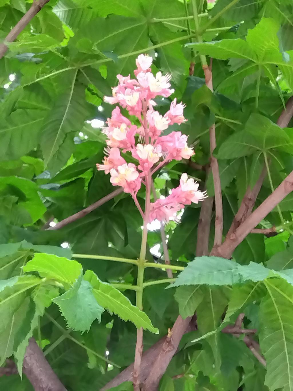  Marronnier in Ginza and "Nanja Monja" are in full bloom.